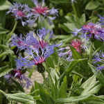 Centaurea Blue — photo 3