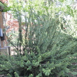 Cephalotaxus Harringtonia Korean Gold — photo 1