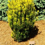 Cephalotaxus Harringtonia Korean Gold — photo 2