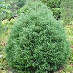 Chamaecyparis Thyoides Heatherbun — photo 1