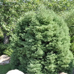 Chamaecyparis Thyoides Heatherbun — photo 2