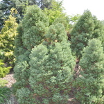 Chamaecyparis Thyoides Heatherbun — photo 3