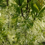 Chionanthus American — photo 4
