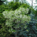 Chionanthus American — photo 5
