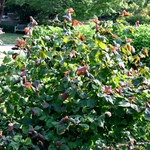 Corylus Av Red Majestic — photo 1