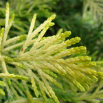 Cupressus Leylandii Gold Rider — photo 1