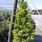Cupressus Leylandii Gold Rider — photo 2