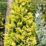 Cupressus Leylandii Gold Rider — photo 3