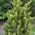 Cupressus Leylandii Gold Rider — photo 4