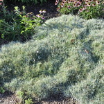 Dianthus 'Mountain Mist' — photo 1