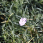 Dianthus 'Mountain Mist' — photo 2