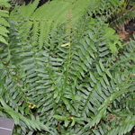 Fern, Polystichum Acrostichoides 'Christmas' — photo 1