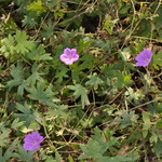 Geranium Sanguineum 'New Hampshire Purple' — photo 1