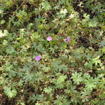 Geranium Sanguineum 'New Hampshire Purple' — photo 2