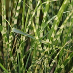 Miscanthus S. 'Gold Bar' — photo 2