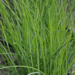 Grass, Miscanthus S. 'Graziella' — photo 1