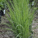Grass, Miscanthus S. 'Graziella' — photo 2