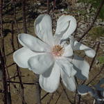 Magnolia loebneri Merrill — photo 3