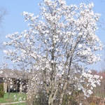 Magnolia loebneri Merrill — photo 4