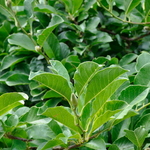 Magnolia loebneri Merrill — photo 5