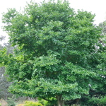 Magnolia loebneri Merrill — photo 6