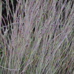 Grass, Schizacharium Scoparium (Little Blue Stem) — photo 1