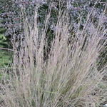 Grass, Schizacharium Scoparium 'The Blues' — photo 2