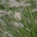 Grass, Pennisetum A. 'Piglet' Pp19074 — photo 1