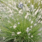 Grass, Pennisetum A. 'Piglet' Pp19074 — photo 2
