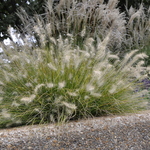 Grass, Pennisetum A. 'Piglet' Pp19074 — photo 3