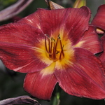 Hemerocallis 'Red Volunteer' — photo 1