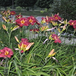 Hemerocallis 'Red Volunteer' — photo 2
