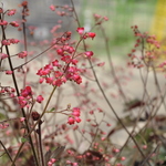 Heuchera Cherries Jubilee — photo 1
