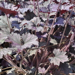 Heuchera Cherries Jubilee — photo 2