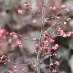 Heuchera Cherries Jubilee — photo 3