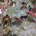 Heuchera Cherries Jubilee — photo 4