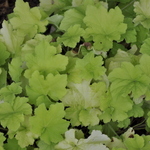 Heuchera Citrinella — photo 2