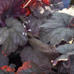 Heuchera Georgia Peach — photo 1