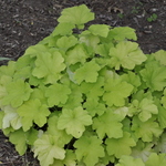 Heuchera Villosa 'Citronella' PPAF — photo 1