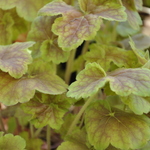 Heuchera Villosa 'Miracle' — photo 1