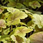 Heuchera Villosa 'Miracle' — photo 2