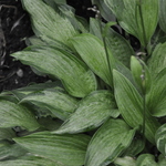 Hosta Allegan Fog — photo 1