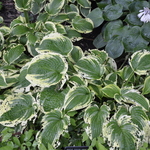 Hosta  Brim Cup — photo 1