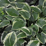Hosta  Brim Cup — photo 2