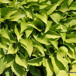 Hosta 'Cheatin Heart' — photo 1