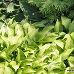 Hosta 'Cheatin Heart' — photo 2