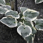 Hosta Christmas Pageant — photo 2