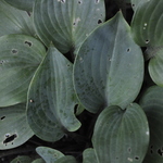 Hosta Cinnamon Sticks — photo 1
