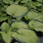 Hosta Dupage Delight — photo 1