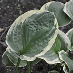 Hosta El Capitan — photo 1
